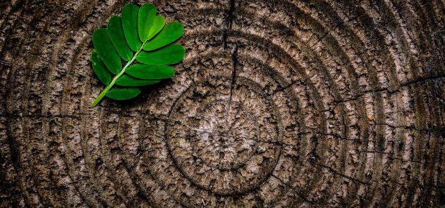High angle view of leaves on tree stump